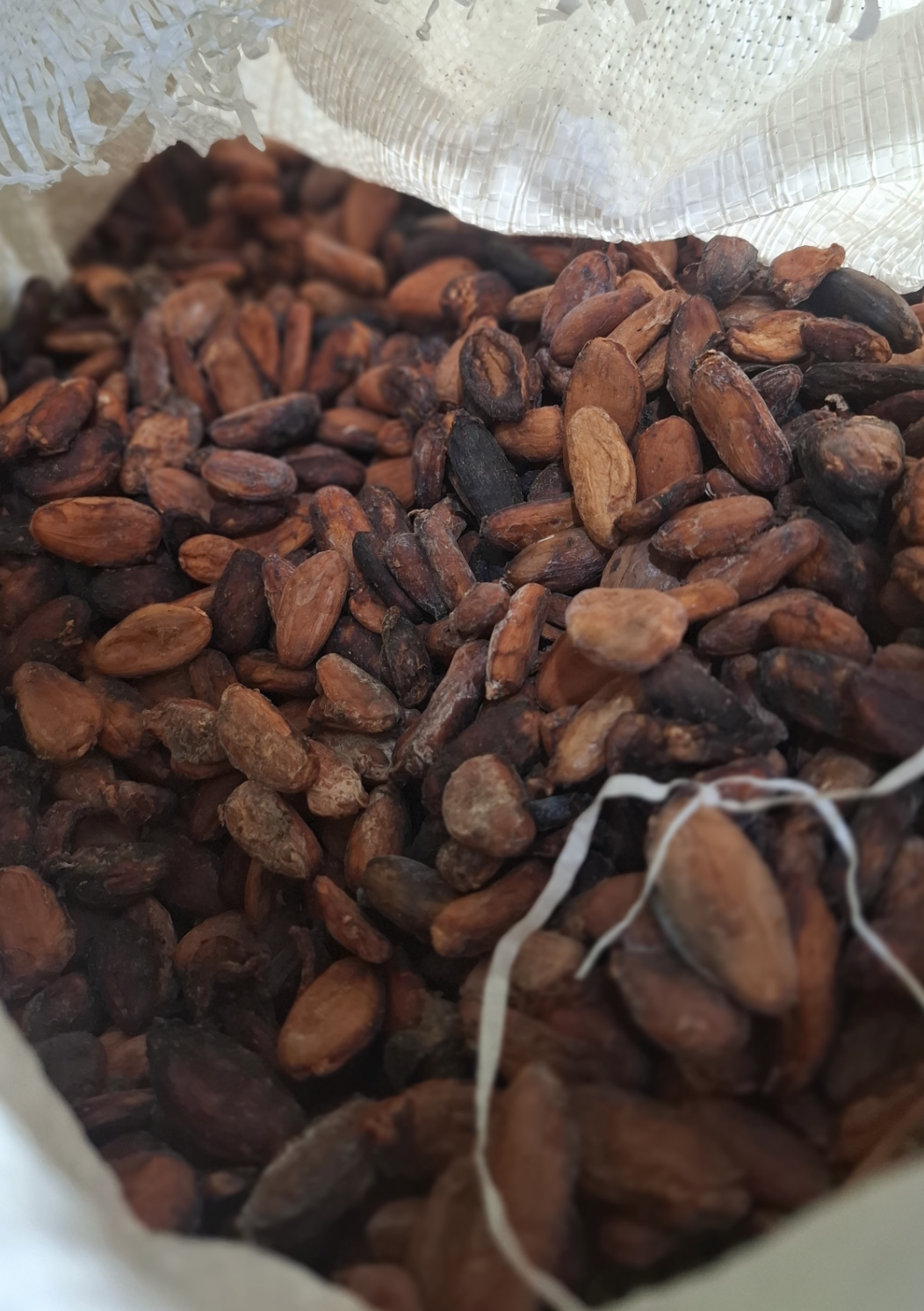 Biji Kakao Sumatra